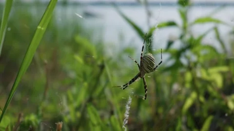 Striped Orb Weaver Spider Waiting on Web Near Lake Shore Environment Stock Footage 342182026