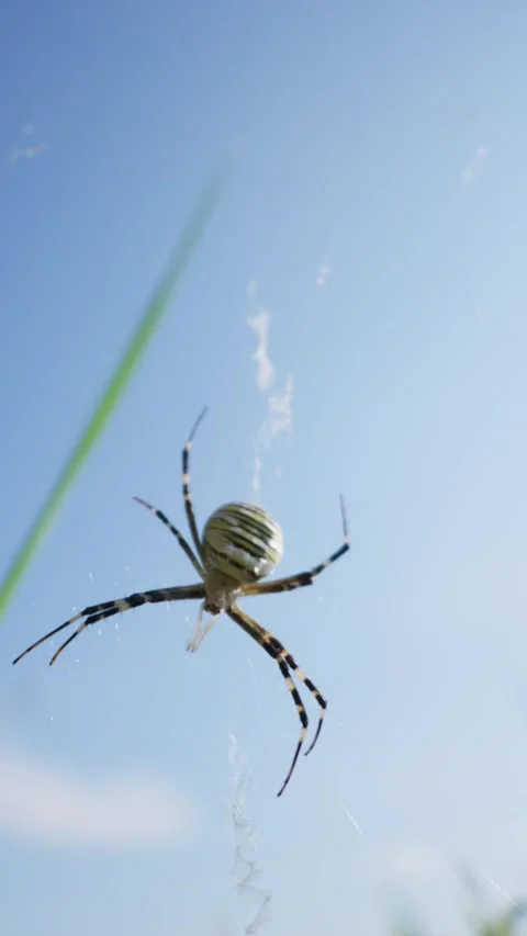 Striped Orb-Weaver Spider Waiting on Web Against Clear Blue Sky Video stock 342184776
