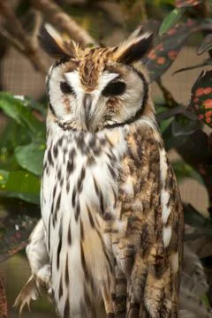 Striped owl - Pseudoscops clamator Stock Photos