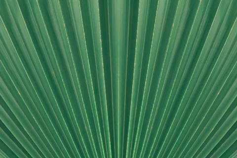 Striped of palm leaf Stock Photos