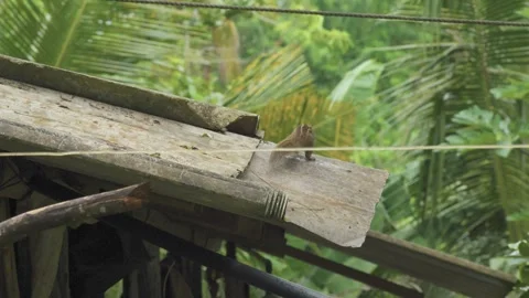 Striped Palm Squirrel Leaps from a Rustic Roof in Tropical Sri Lanka Vídeo Stock 345649973