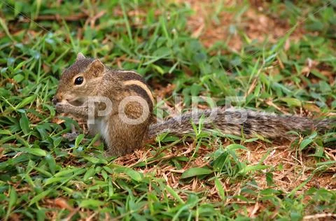 Striped palm squirrel Stock Photos