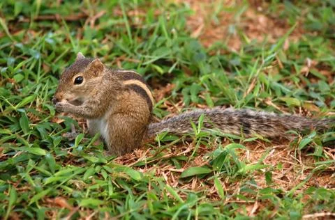 Striped palm squirrel Stock Photos