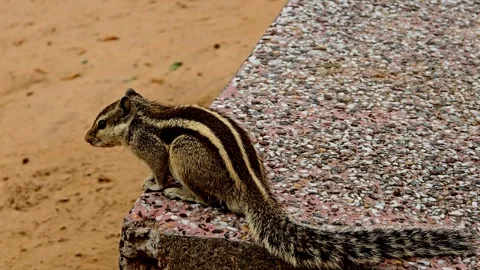 Striped palm squirrel sitting on a stone ledge Stock Footage 344157202