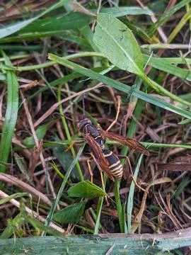 A striped paper wasp navigating through a patch of green grass Stock Photos