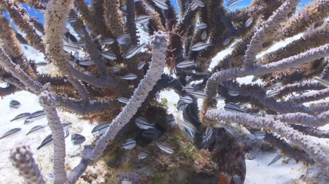 Striped Parrotfish Видео 7745512