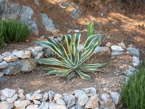 A striped pattern large agave plant nestled against a stone wall in arrange.. Stock Photos