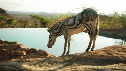 Striped Patterned Zebra Drinking Water At Lake In Forest - Nairobi, Kenya Stock Footage 206350341