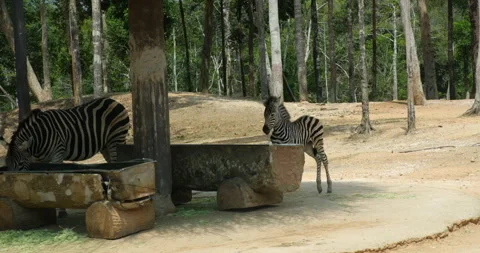Striped Patterned Zebra Drinking Water At Lake Zebras drinking forest Stock Footage 306672093