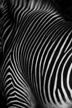 Striped patterns on back of Grevy zebra Foto stock