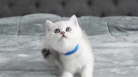 Striped pet kitten playing with rainbow ribbons at home. A cute cat is having Stock Footage 312354032