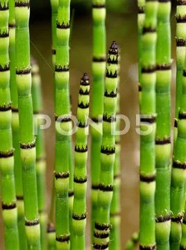 Striped plant stems Stock Photos
