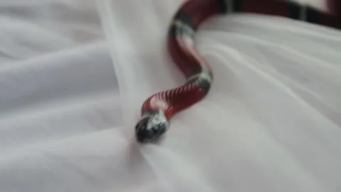 Striped poisonous snake Stock Footage 133492675
