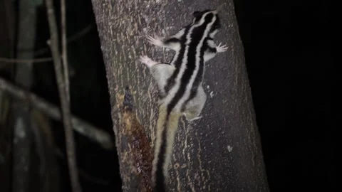 Striped Possum climb on tree trunk at night close up Stock Footage 321182910