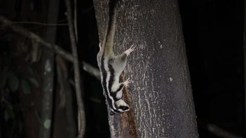 Striped Possum feeding on tree trunk at night in rainforest close up Stock Footage 320448178