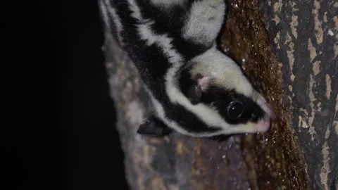 Striped Possum lick tree trunk for sap in rainforest at night portrait of he Stock Footage 329090305