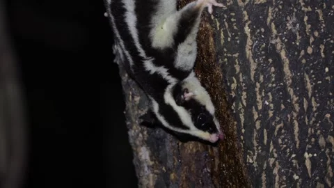 Striped Possum lick tree trunk for sap in rainforest at night portrait Stock Footage 329090308