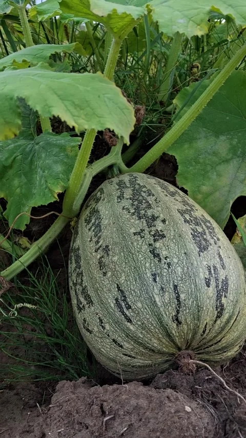 Striped pumpkin Stock-Footage 344480140