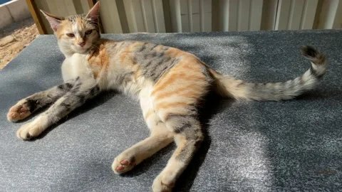 Striped purebred cat laying on the table, cute cat laying Video stock 167515675