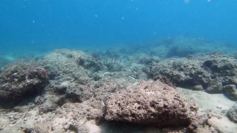 Striped Razorfish Stock Footage 139734098