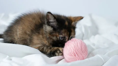 Striped red cat kitten playing with pink balls skeins of thread on white bed. Stock Footage 197016140