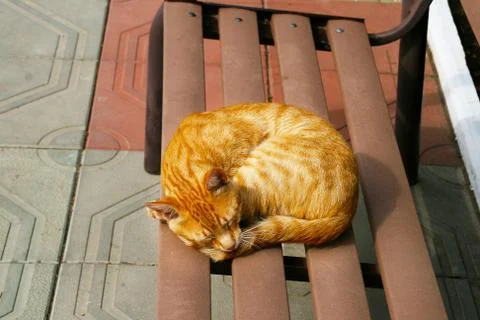 Striped red cat sleeping on a bench. Stock Photos