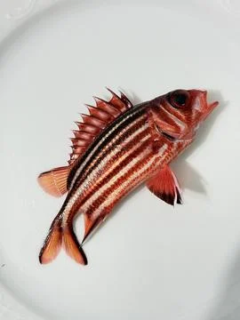 Striped red fish Foto stock