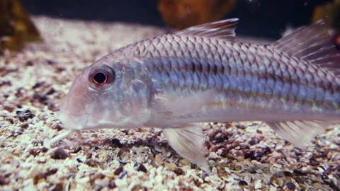 Striped red mullet (Mullus surmuletus) Stock Footage 231076144