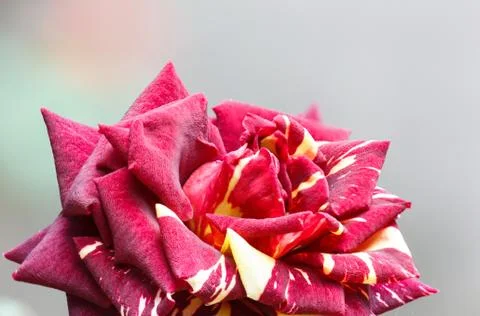 Striped red rose. Stock Photos