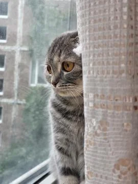 Striped scottish fold cat looking away near sunny window Stock Photos