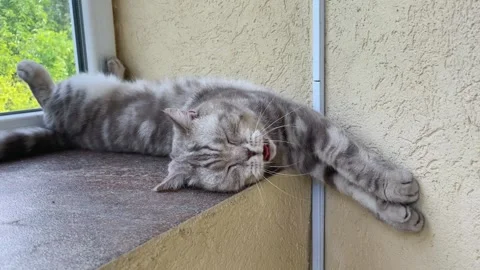 Striped Scottish fold cat wakes up, yawns and stretches on the windowsill Stock Footage 243069953