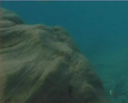 Striped Sea Bream (C125) Video stock 104625