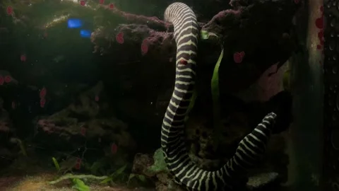 Striped sea eel Stock Footage 154655172