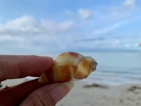 Striped Sea Snail Shell Held by Hand at Tanjung Lesung Beach Stock Photos