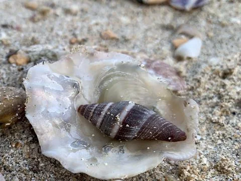 Striped Sea Snail Shell Inside Oyster Shell on Sandy Beach Fotos de archivo