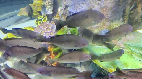 Striped seaperch (Embiotoca lateralis)  Stock Footage 245324837