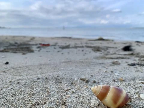 Striped Seashell Resting on Sandy Beach at Tanjung Lesung Beach Stock Photos