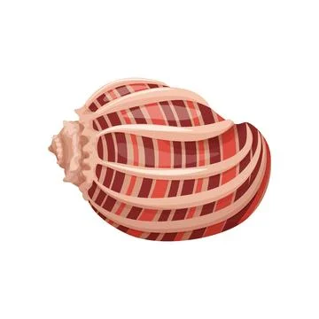 Striped Seashell Vector Art Illustrazione stock