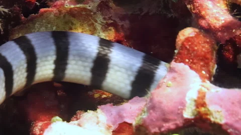 Striped Serpent Swims Through the Reefs of Southeast Asia During the Day Stock Footage 334913523