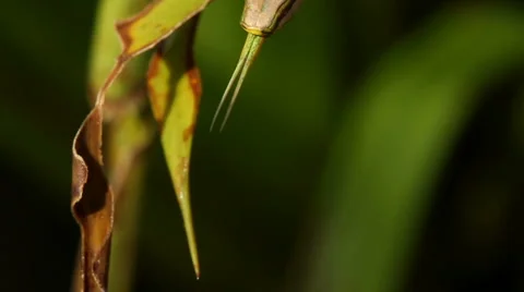 Striped Sharpnose Snake (Xenoxybelis argenteus) Stock-Footage 1048433