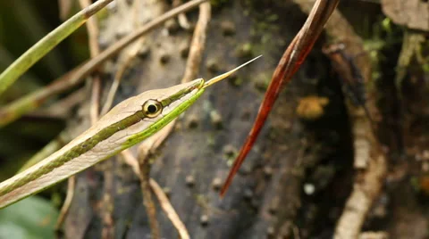 Striped Sharpnose Snake (Xenoxybelis argenteus) Stock-Footage 1048448
