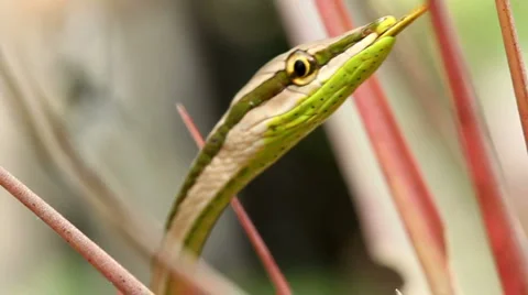 Striped Sharpnose Snake (Xenoxybelis argenteus) Stock Footage