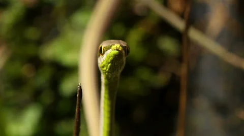 Striped Sharpnose Snake (Xenoxybelis argenteus) Stock-Footage 1048554