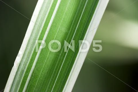 Striped sheet closeup Stock Photos