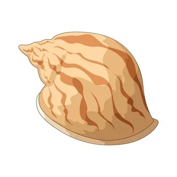 Striped shell illustration Stock Illustration