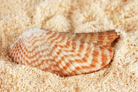 Striped shell on sand Stock Photos