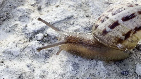 Striped shell snail creeping along path detail Stock Footage 336516936
