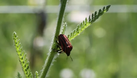 Striped Shield Bug and Ant, Graphosoma semipunctatum Video stock 11205907