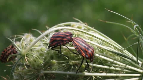 Striped Shield Bug copulating, Graphosoma semipunctatum Vídeos de archivo 12055849