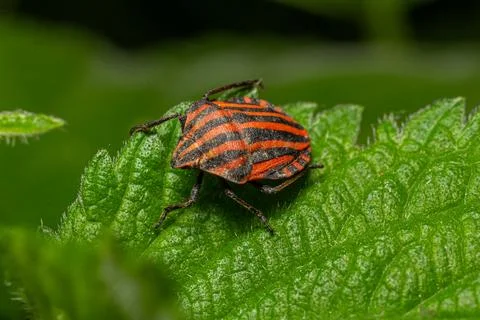 Striped shield bug explores lush green foliage in a vivid display of orange.. Stock Photos